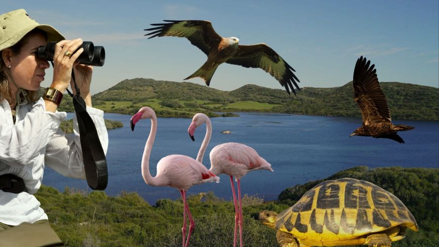 Flora and fauna of s’Albufera des Grau: reed beds, wild olive groves, dunes, and flamingos seen from official viewpoints.