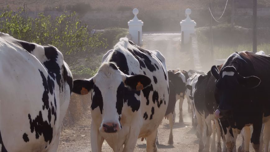 Fira Arrels: Menorca’s cuisine and produce