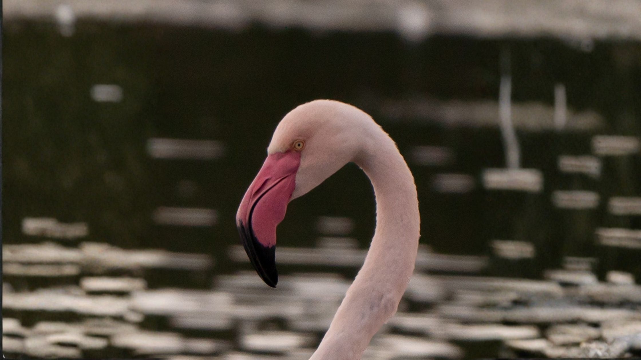 Greater flamingo in S’Albufera des Grau Natural Park, Menorca