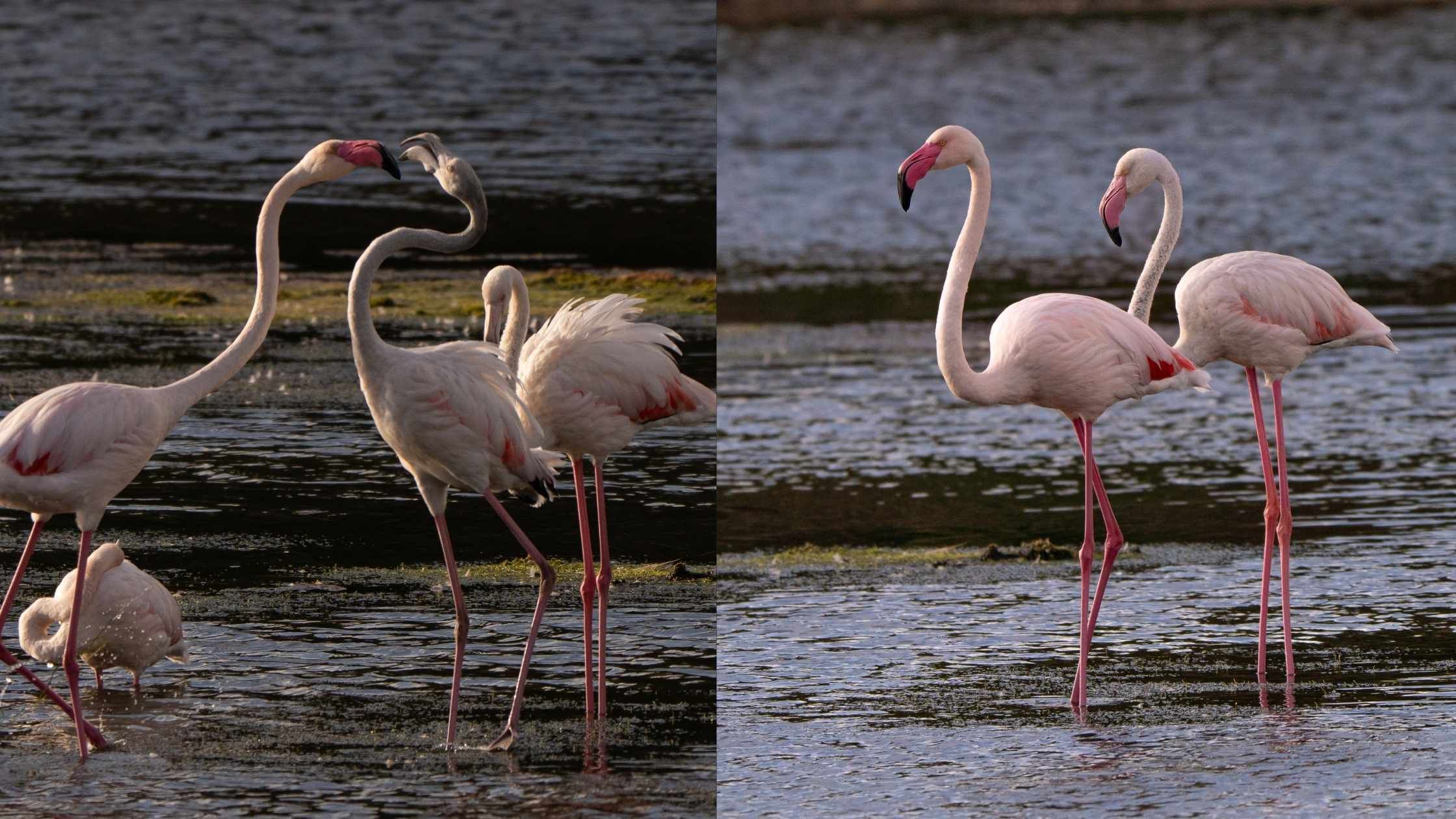 Flamingos in S’Albufera des Grau Natural Park, Menorca