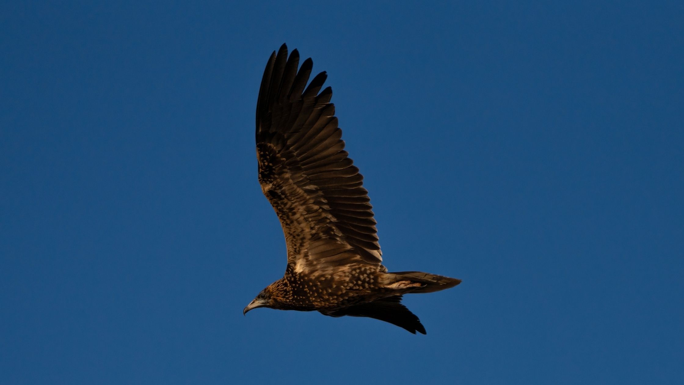 Birdlife in S’Albufera des Grau Natural Park, Menorca