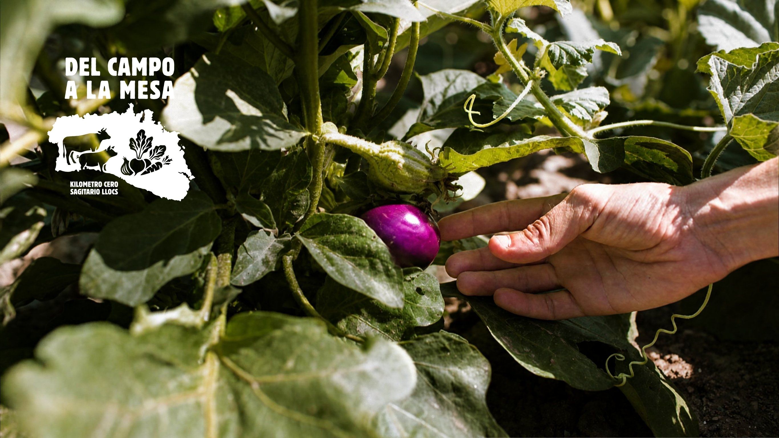 Productos locales cultivados en las fincas Sagitario Llocs en Menorca
